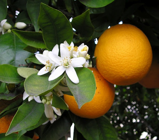 Sweet Orange Essential Oil - Click Image to Close
